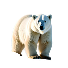 Fototapeta premium polar bear on white background