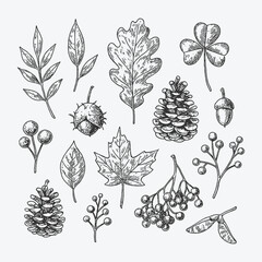 Botanical set of leaves, pinecones, acorns, and seeds, hand-drawn natural collection. © Chairul