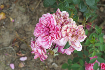 Beautiful pink rose flower closeup in garden, A very beautiful pink yellow rose flower bloomed on the rose tree, Rose flower closeup, bloom flowers, Natural spring flower floral background