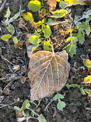 Frost-covered leaves on chilly ground in early morning light