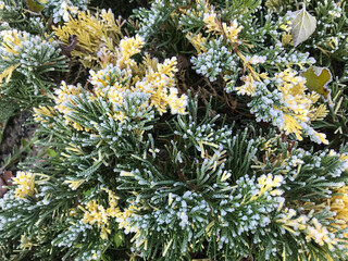 Frost-covered Juniperus horizontalis Andorra Variegata in a garden setting during early morning