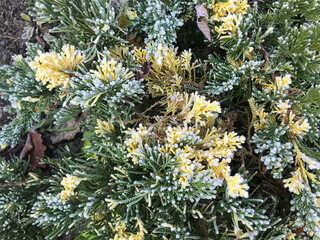 Juniperus horizontalis Andorra Variegata with frost in a garden setting during early morning