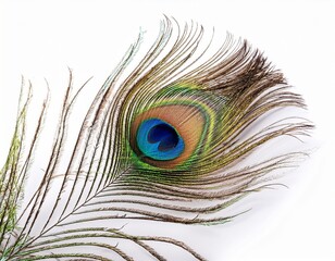 Obraz premium peacock feather isolated on white or