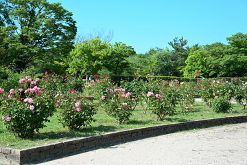 Obraz premium 濁川公園 バラ（新潟県）