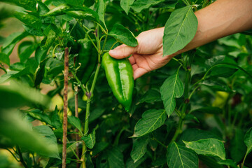 A young man's hand gathers ripe green bell peppers. He plucks a ripe pepper from a bush. Agricultural industry.