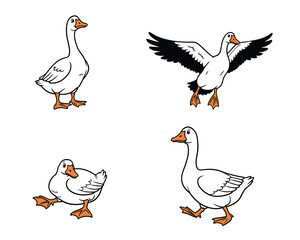 Four hand drawn illustrations of geese in different poses including standing walking flying and sitting on white background