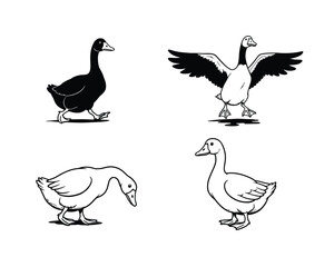 Set of four hand drawn goose and duck illustrations in different poses and styles on a neutral background