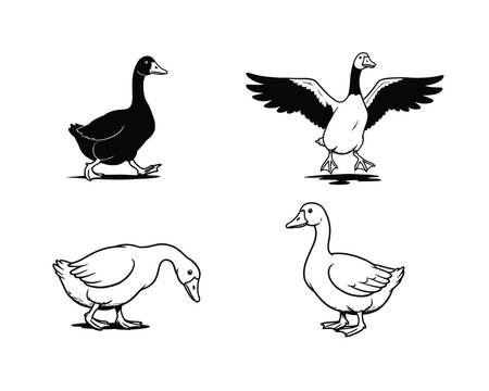 Set of four hand drawn goose and duck illustrations in different poses and styles on a neutral background