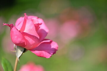 濁川公園　バラ（新潟県）