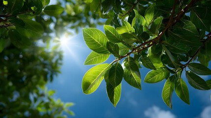Vibrant green leaves on a tree branch, viewed from below, looking up at a brilliant, sun-drenched blue sky with a beautiful sun flare peeking through the foliage.