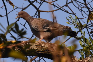 Picazuro Pigeon
