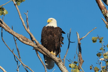 american bald eagle