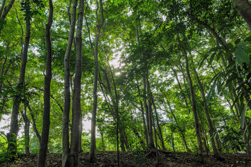 Nature green forest. sunrise in a spring  forest with bright young foliage glowing in the rays of the sun and shadows from tree