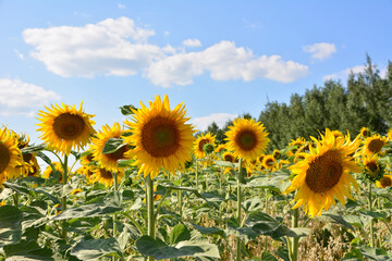 Obraz premium a close up of sunflower firld with blue sky, clouds and forest