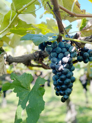 青空の下で実る甘いぶどうの果実クローズアップ