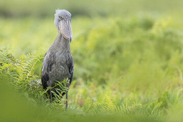 The shoebill in the swamp of Mabamba in Ouganda