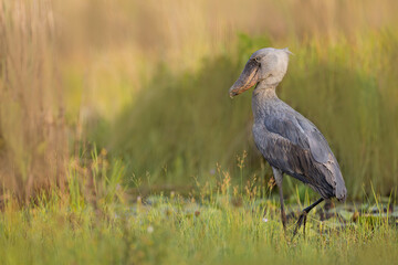 Swamp shoebill of the Nile in Mabamba, Ouganda