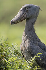 Swamp shoebill portrait in Ouganda