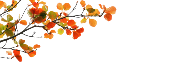 Autumn leaves on branches PNG, with a close-up of detailed orange, yellow, and red leaves gently clinging to tree branches.