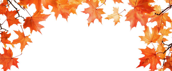 Autumn leaves on branches PNG, with a close-up of detailed orange, yellow, and red leaves gently clinging to tree branches.