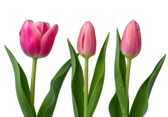 Three pink tulips in open, budding, and closed stages with dew drops, lush green leaves, and sleek stems, arranged neatly on a pristine transparent studio background. Concept of natural beauty and