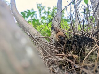 Obraz premium european otter lutra