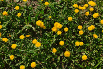 Yellow dandelion meadow with green grass, view from above on a sunny day. top view, place for text