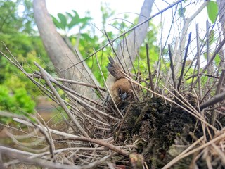 squirrel in the forest