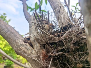 bird nest on tree