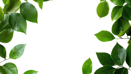Fototapeta premium A serene arrangement of green leaves framing a blank white space. ideal for nature-themed designs. invitations. or eco-friendly marketing materials