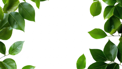 A serene arrangement of green leaves framing a blank white space. ideal for nature-themed designs. invitations. or eco-friendly marketing materials