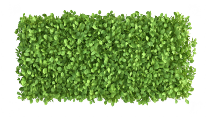 A vibrant. lush green patch of microgreens arranged in a rectangular shape. healthy growth and freshness. ideal for culinary presentations or gardening inspirations
