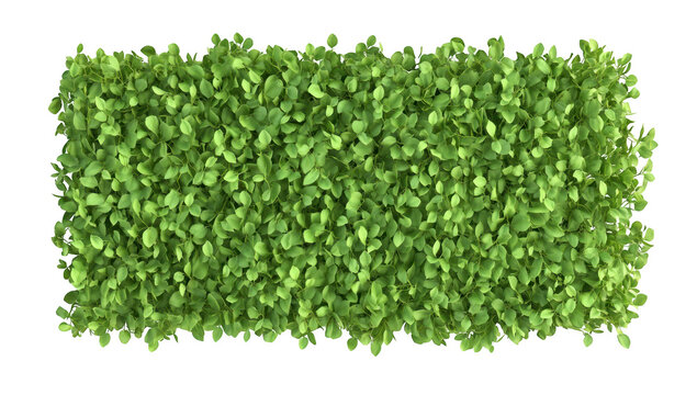 A vibrant. lush green patch of microgreens arranged in a rectangular shape. healthy growth and freshness. ideal for culinary presentations or gardening inspirations