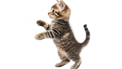 A playful tabby kitten standing on its hind legs against a white background. its curious nature and stripes. perfect for pet-related content and marketing