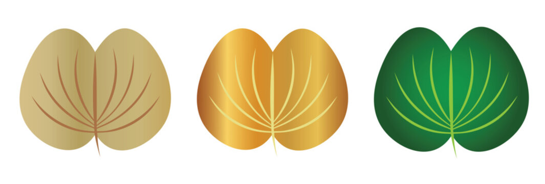 Apta leaf vector illustration set in gold, green and beige colors, Bauhinia leaves used in Indian Dussehra festival, cultural decorative design