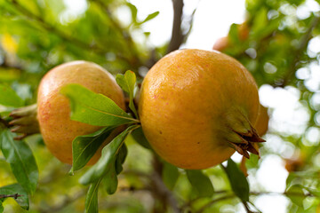 Ripe pomegranate hanging on a tree branch in a garden during harvest. Bright natural colors with blurred background create a holiday orchard scene.