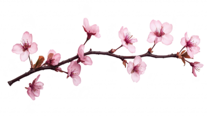 A delicate branch of pink cherry blossoms elegantly arranged against a soft white background. symbolizing springs arrival and beauty. perfect for use in floral design or seasonal promotions