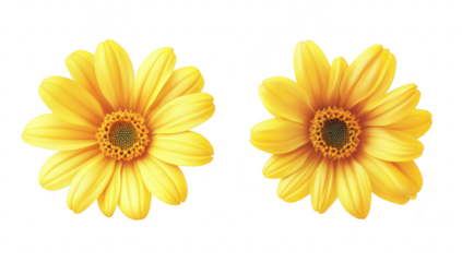 Two yellow daisies positioned symmetrically against a clean white background. their detailed petals and central disc florets. ideal for floral-themed projects and designs