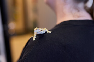 Lizard on Shoulder An Intriguing and Unique Interaction with a Charming Pet Companion