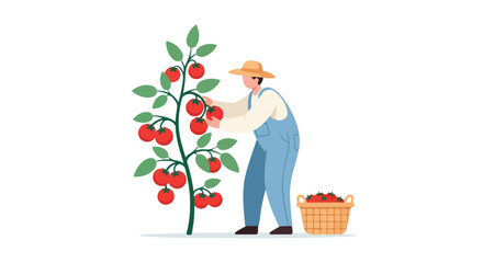 Diligent tomato farmer carefully harvesting ripe, juicy tomatoes from a lush, green plant in the sunlit garden landscape