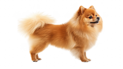 A fluffy orange Pomeranian dog standing proudly against a white background. its fur and playful demeanor. ideal for pet-related content or advertisements