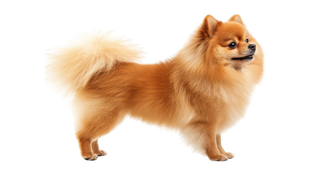 A fluffy orange Pomeranian dog standing proudly against a white background. its fur and playful demeanor. ideal for pet-related content or advertisements