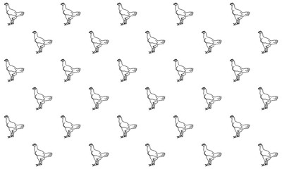 Chicken Pattern with White Background