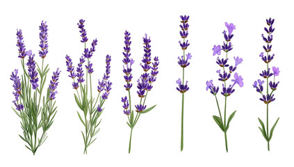 Naklejka premium A beautiful arrangement of lavender flowers various stages of bloom. set against a clean white background. ideal for use in floral design projects or nature-themed artwork
