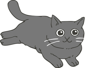 黒猫