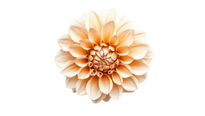 A beautifully arranged dahlia flower in soft peach and cream tones. set against a plain white background. its intricate petal structure. ideal for floral design inspiration or decoration
