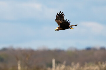 Busard des roseaux,Circus aeruginosus, Western Marsh Harrier