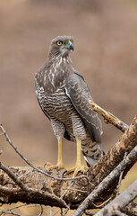 Autour à ailes grises,Melierax poliopterus, Eastern Chanting Goshawk, Afrique