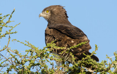 Circaète à poitrine noire,Circaetus pectoralis, Black chested Snake Eagle, Afrique de l'Est