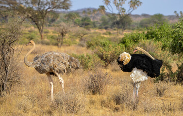 Autruche somalienne, Autruche de Somalie, Struthio molybdophanes, Somali Ostrich, m&acirc;le et femelle, Parc national de Samburu, Kenya, Afrique